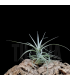 Tillandsia aeranthos v. Wavy Slim (S)