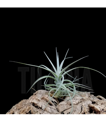 Tillandsia aeranthos v. Wavy Slim (S)