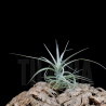 Tillandsia aeranthos v. Wavy Slim (S)