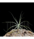 Tillandsia schiedeana