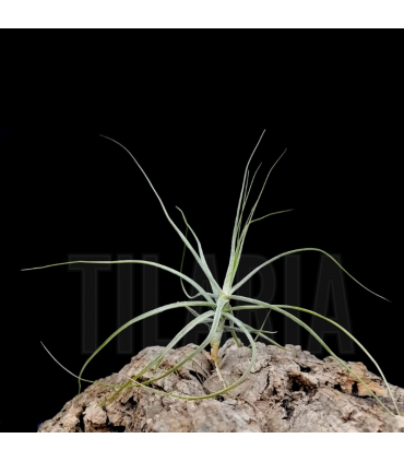 Tillandsia schiedeana