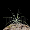 Tillandsia schiedeana