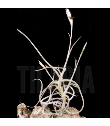 Tillandsia crocata x caliginosa