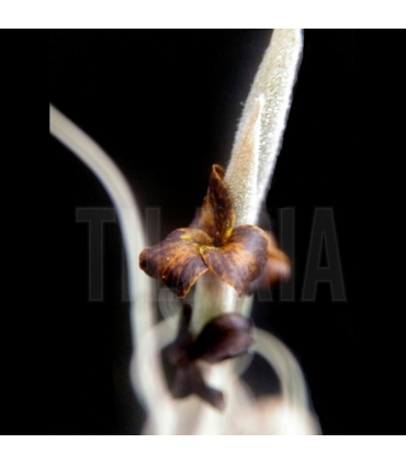 Tillandsia crocata x caliginosa