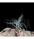Tillandsia mallemontii x kirschnekii