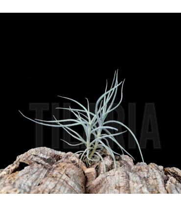 Tillandsia mallemontii x kirschnekii