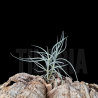 Tillandsia mallemontii x kirschnekii