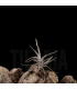 Tillandsia spiralipetala