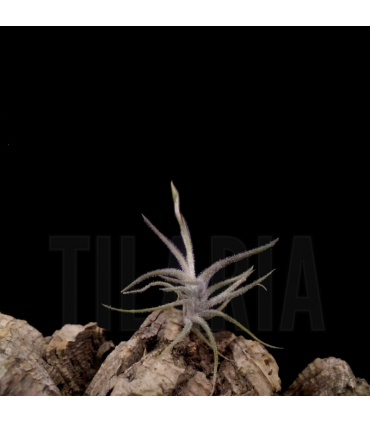 Tillandsia spiralipetala