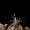 Tillandsia spiralipetala