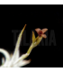 Tillandsia spiralipetala