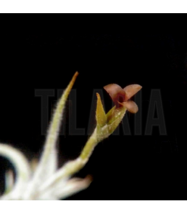 Tillandsia spiralipetala
