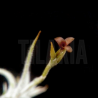 Tillandsia spiralipetala