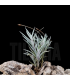 Tillandsia capillaris II