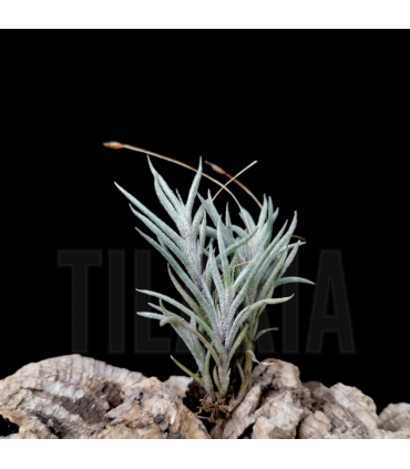 Tillandsia capillaris II