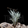 Tillandsia capillaris II