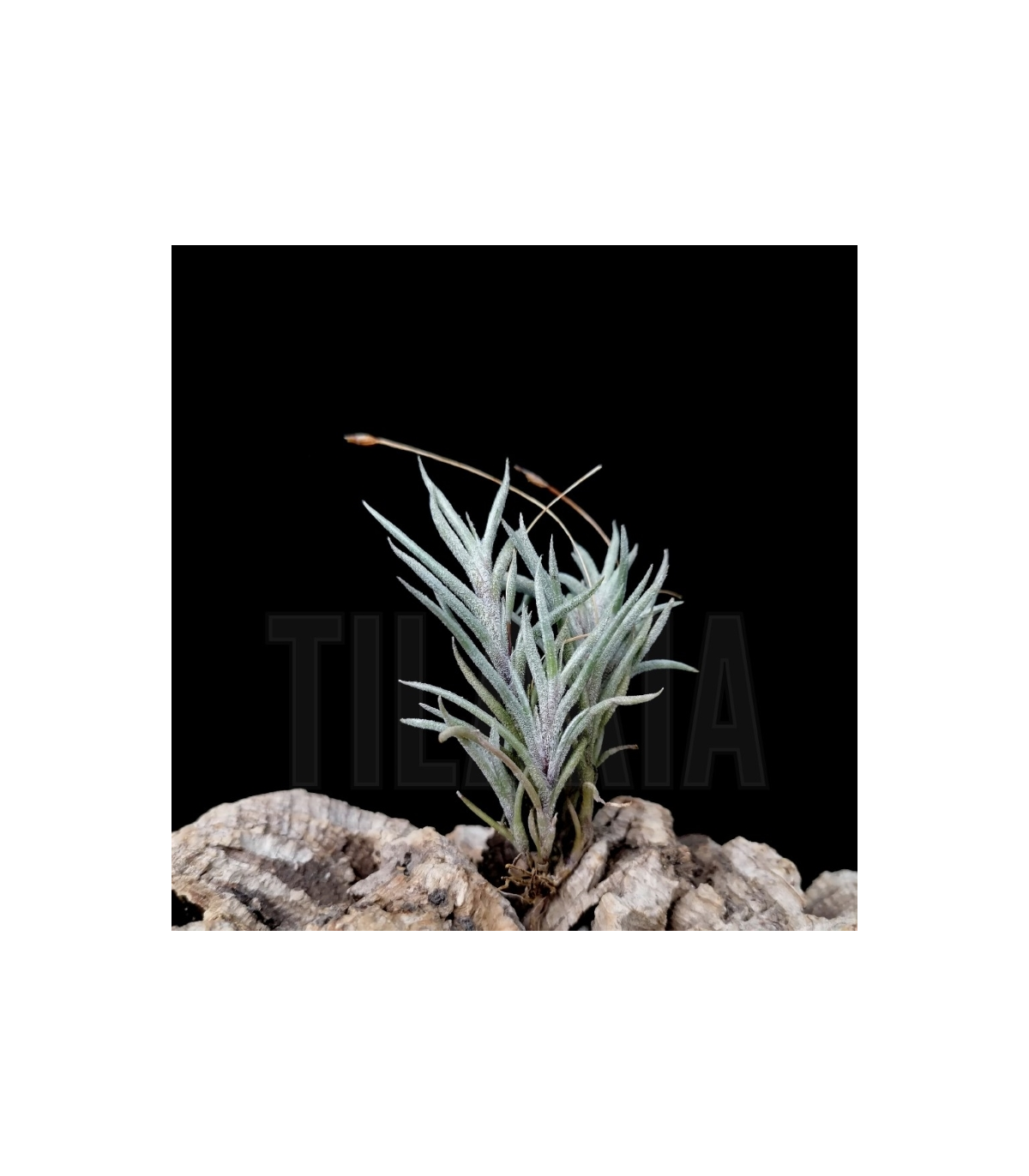 Tillandsia capillaris II