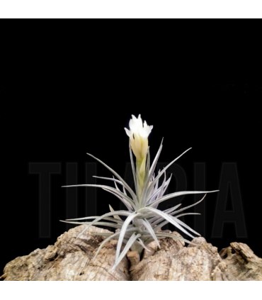 Tillandsia aeranthos v. alba