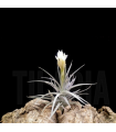Tillandsia aeranthos v. alba