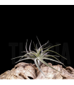 Tillandsia aeranthos v. alba
