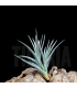 Tillandsia pulchella x ixioides