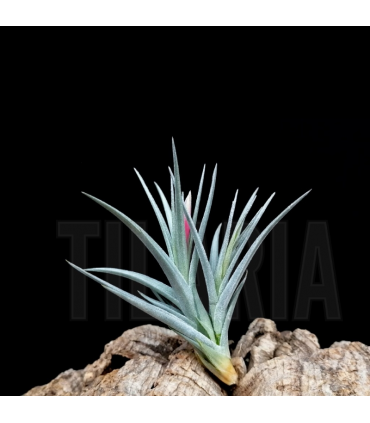 Tillandsia pulchella x ixioides