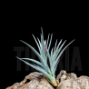 Tillandsia pulchella x ixioides