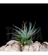 Tillandsia aeranthos v. alba x sprengeliana