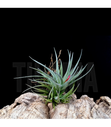 Tillandsia aeranthos v. alba x sprengeliana