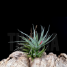 Tillandsia aeranthos v. alba x sprengeliana