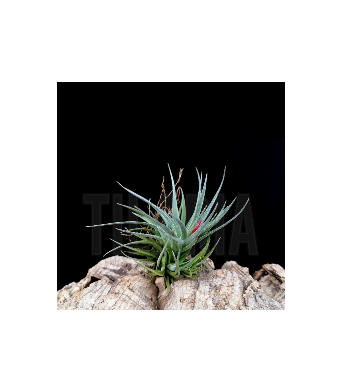 Tillandsia aeranthos v. alba x sprengeliana
