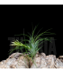 Tillandsia globosa