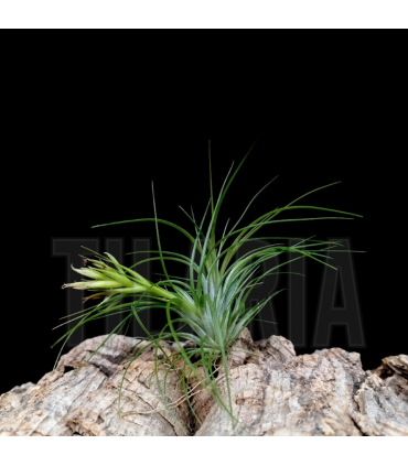 Tillandsia globosa