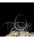 Tillandsia mallemontii x marconae