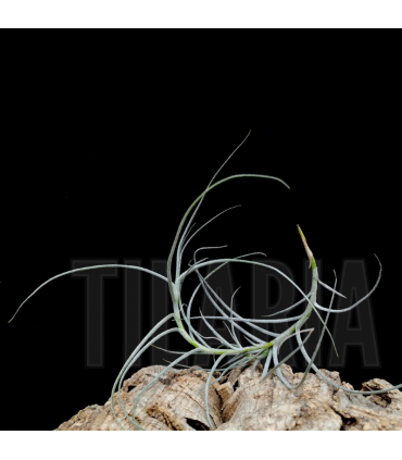 Tillandsia mallemontii x marconae
