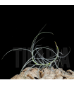 Tillandsia mallemontii x marconae