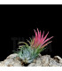 Tillandsia ionantha (S)