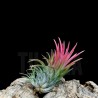 Tillandsia ionantha (S)
