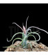 Tillandsia paucifolioides