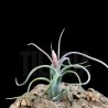 Tillandsia paucifolioides