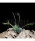 Tillandsia loliacea