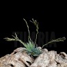 Tillandsia loliacea