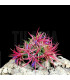 Tillandsia ionantha (clump)