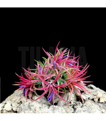 Tillandsia ionantha (clump)