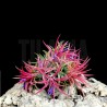 Tillandsia ionantha (clump)