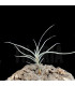 Tillandsia caliginosa