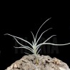 Tillandsia caliginosa