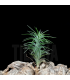 Tillandsia araujei