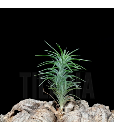 Tillandsia araujei