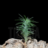 Tillandsia araujei
